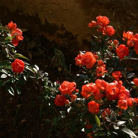 Appartamento With Parking Space Biograd Na Moru, Biograd - 4303